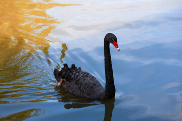 Naklejka premium Close up Black swan is cute in river