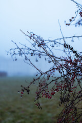 Winter Forest brunches during wintertime, red flower tones in a blue and cold background scenery. 