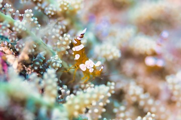 Squat Anenome Shrimp in the Lembeh Strait, Sulawesi, Indonesia