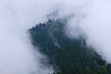 Mount Rigi dense green coniferous forest enveloped by thick white fog and clouds © Robert
