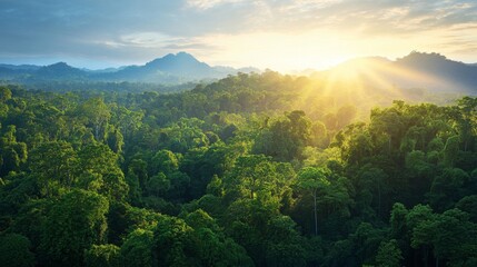 Lush Rainforest Landscape Bathed In Golden Sunrise Light