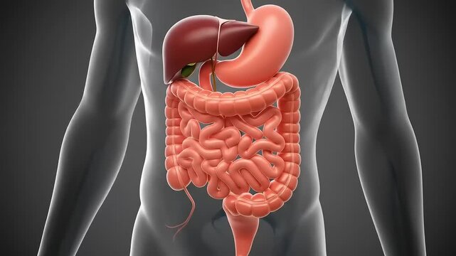 Detailed 3D Medical Animation of the Human Digestive System.