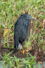 Aigrette ardoisée