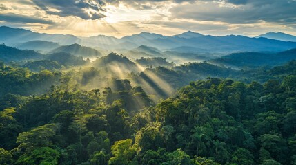 Sunbeams Illuminate Lush Tropical Mountain Rainforest
