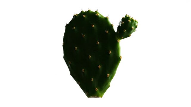 Close-up Studio Shot of a Fresh Green Prickly Pear Cactus Pad Isolated on White
