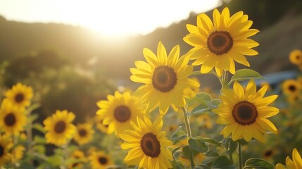 Sunlit Sunflowers Blooming In A Field