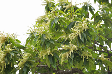 Chestnut Blossoms in Full Bloom