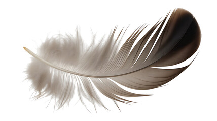 Obraz premium Serene Feather: Capturing the intricate details of a single, delicate feather, this image evokes a sense of tranquility and the natural world. 