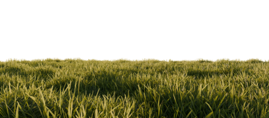 Hills with grass on a transparent background. 3D rendering.	