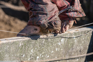 Close-up of a rural worker standing barefoot on a wooden corral fence, showing authentic ranch life, traditional clothing, and gritty farm work details