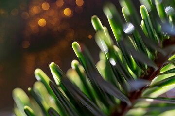 Macro view of fir tree needles glowing in sunlight with shallow depth and soft bokeh. Ideal for Christmas themes, holiday backgrounds, natural textures, and seasonal designs.