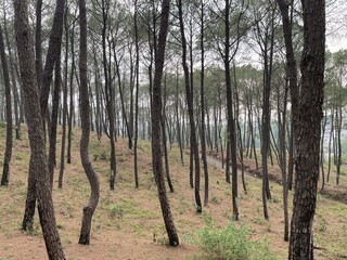 a beautiful senery tree photo click by still