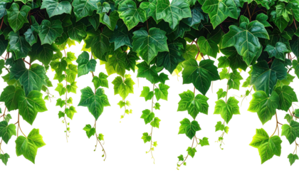 Lush, verdant ivy, featuring vibrant green leaves cascading downward, catching the light for a glowing effect. The plant has a textured and detailed look