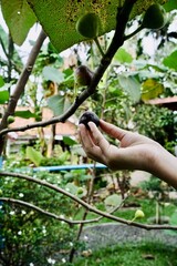 A hand gently harvests a ripe, dark Fig fruit (Ficus carica) from the tree, a symbol of nutrition and a blessed plant revered in Islamic and Middle Eastern cultures.