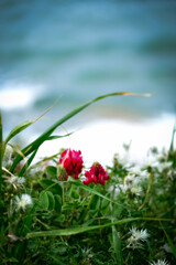 red flower on green background