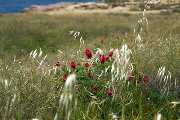 poppies in the field