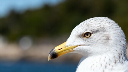 closeup of a seagull