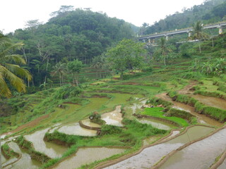 terrace landscape in yogyakarta village