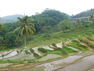 terrace landscape in yogyakarta village