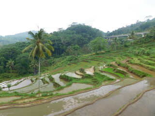 terrace landscape in yogyakarta village