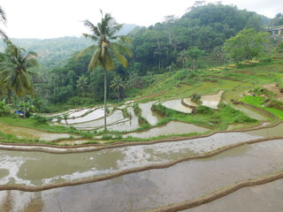 terrace landscape in yogyakarta village