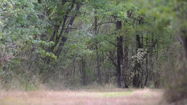 Wounded red deer stag walking camouflaged at the edge of a forest while limping of his right hind leg in pursuit of a hind with her fawn during the rut at sunset. Cervus elaphus, France, Europe