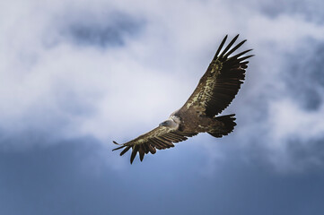 Fototapeta premium Vautour volant sous un ciel nuageux et dramatique. Ambiance orageuse.