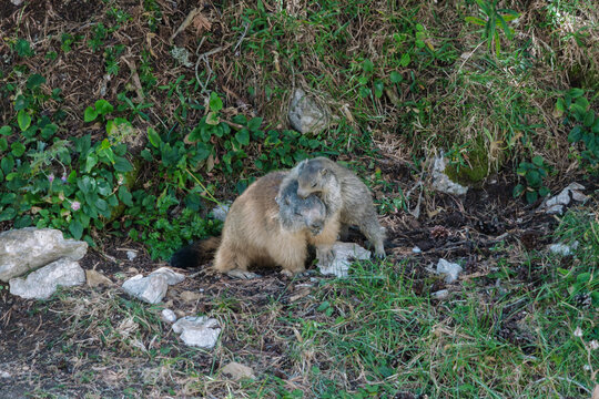 Deux marmottes interagissant pr&egrave;s du terrier. Famille et vie sauvage.