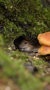 A field mouse emerges from its burrow, nibbling on a walnut. Moss and mushrooms grow around the burrow entrance. Birds fly in the background