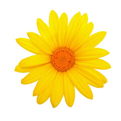 Blooming flower head of a perfect yellow daisy on a transparent background in close up.