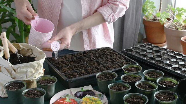 Preparing for spring work in the garden, planting tomato seeds for seedlings at home, a man watering freshly planted seedlings, video