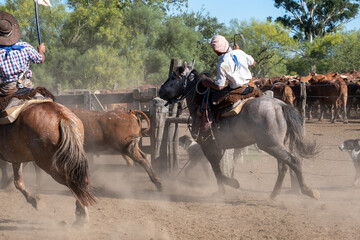 two gauchos on horseback quickly move cattle in a dusty corral. The dynamic action shot features riders with whips, a herd in the background, and stirring dirt