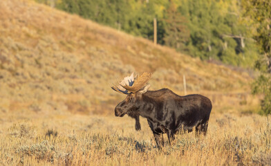 Bull Moose During the Rut in Grand Teton National Park Wyoming in Autumn