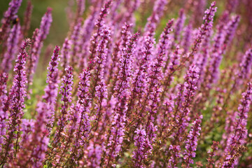 Close up of a pink heather plant. Beautiful pink or pale purple petals against a green natural background.