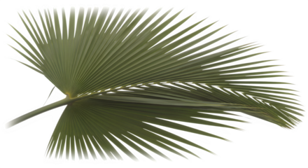 Palm leaf fan shape isolated on transparent background