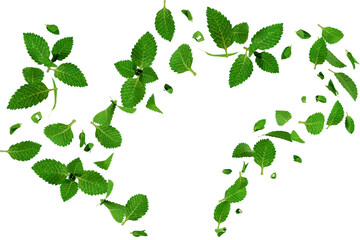 Mint leaf isolated. Mint on white background. Set of mint leaves with clipping path © MDMEHEDIHASAN