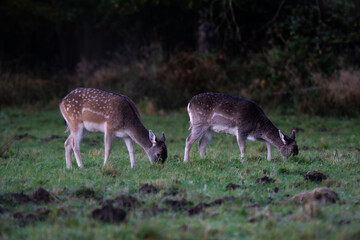 Damwild zusammen beim fressen. 