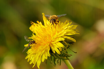 A detailed macro photograph of a honey bee collecting nectar on bright yellow blossoms. The image captures the intricate textures of the bee&rsquo;s wings and body, along with vivid floral colors
