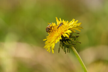 A detailed macro photograph of a honey bee collecting nectar on bright yellow blossoms. The image captures the intricate textures of the bee&rsquo;s wings and body, along with vivid floral colors