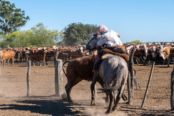 A gaucho rider on a gray horse separates a cow from a vast, standing herd in a dusty corral under bright blue sky, showcasing rural work