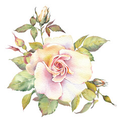 Watercolor illustration of a rose flower. Hand-painted botanical clip art. Perfect for wedding invitations, branding, packaging, cards, scrapbooking, and other creative design projects.