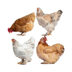 chicken and hen