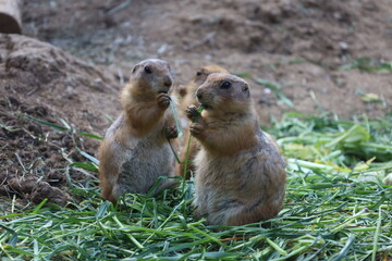 prairie dog eating