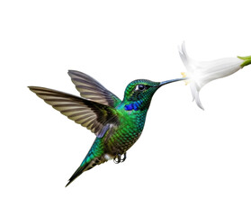 Obraz premium Hummingbird feeding on flower tropical garden nature isolated on transparent background