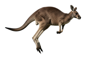 Kangaroo jumping in australia animal natural habitat isolated on transparent background