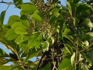 kemladeyan parasit tree