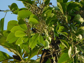 kemladeyan parasit tree