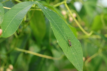 Crane fly perched on a leaf