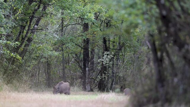 Wild boar sow jumping after a branch before fleeing with a congener and her striped piglet in a forest path at sunrise. Sus scrofa, Sologne, Loiret 45, r&eacute;gion Centre Val de Loire, France, Europe