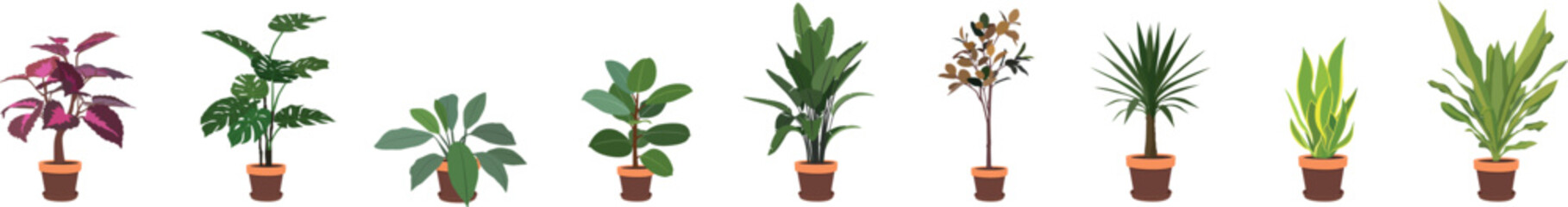 A set of flowers in pots isolated on a white background. A collection of flowers for the home to create a cozy atmosphere.